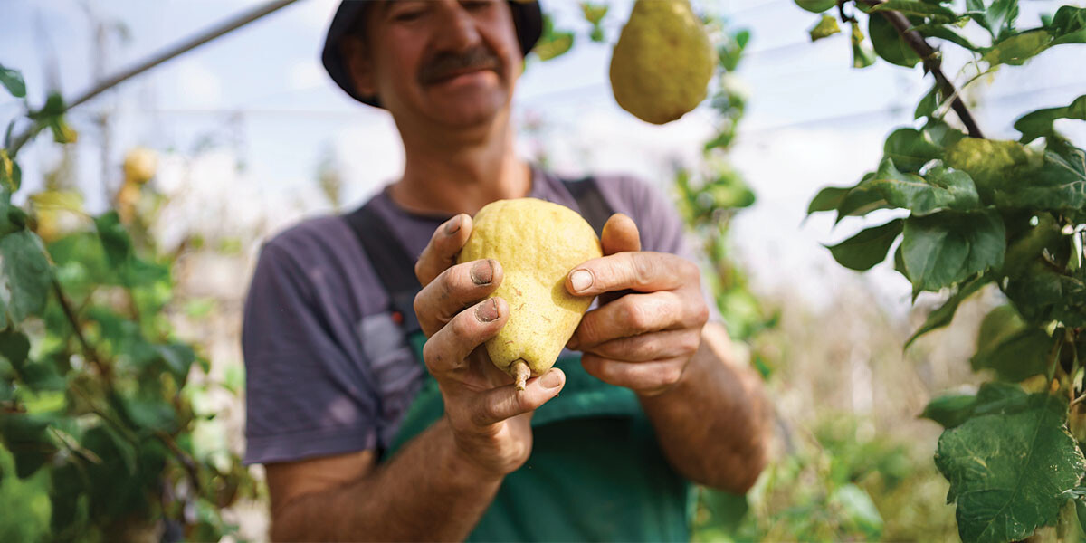 Що таке перрі: фермер тримає спеціальний сорт груші, з якої виготовляють традиційний грушевий сидр.